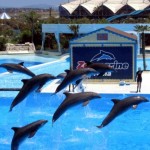 Zoomarine - L'isola dei Delfini