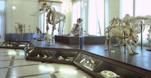 Museo Civico di Zoologia, Roma