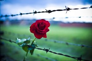 Auschwitz-rose
